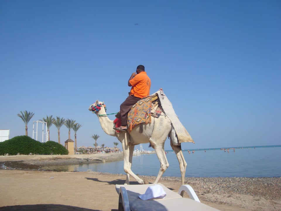 Верблюдик AMC Royal Hotel & SPA