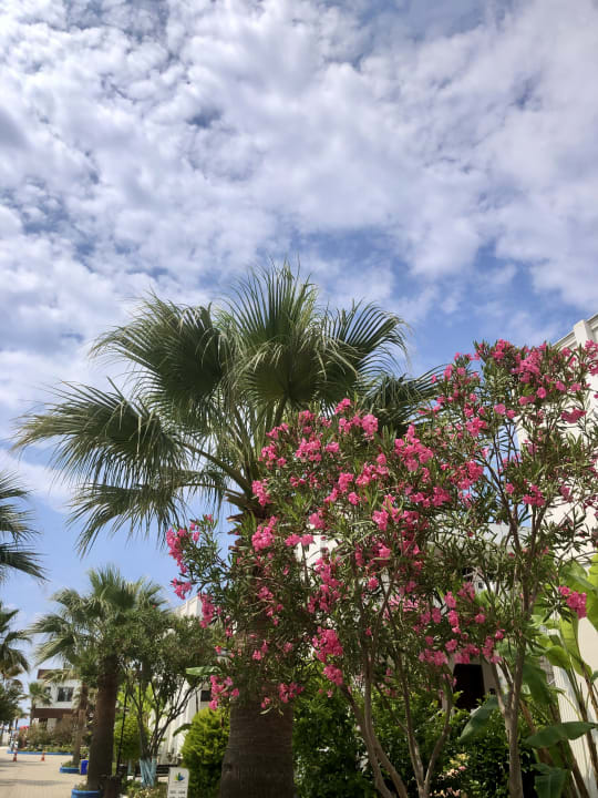 Außenansicht Labranda Lebedos Princess