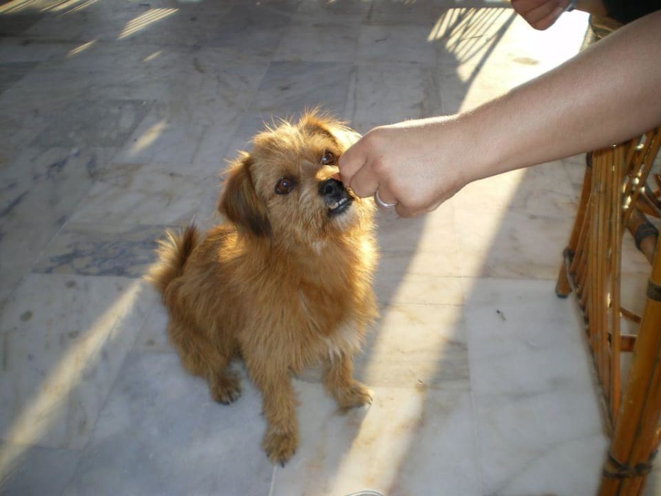 Ein täglicher Gast im Hotel und am Strand Hotel Sirma