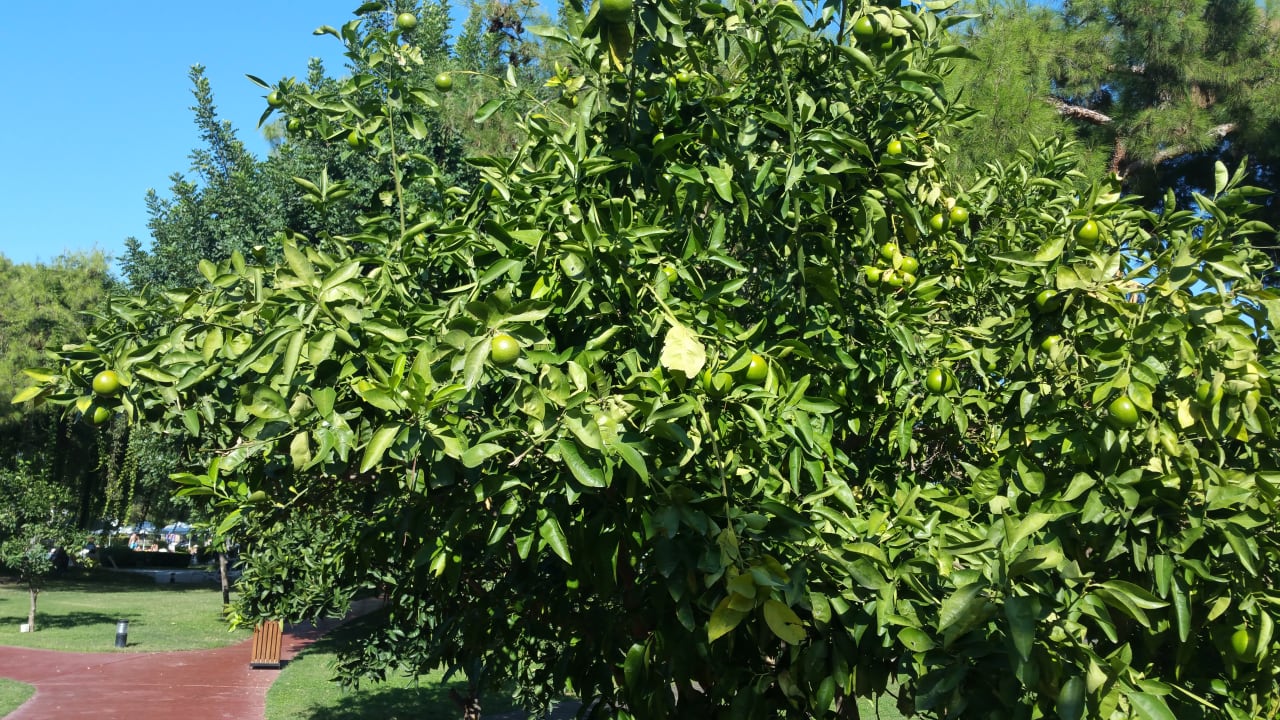 Gartenanlage TUI MAGIC LIFE Beldibi +16