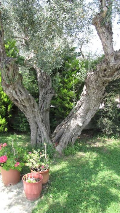 Teilansicht des Gartens Hotel Palirria