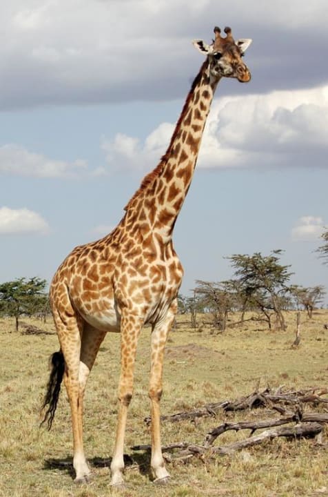 Auf Safari Royal Mara Safari Lodge