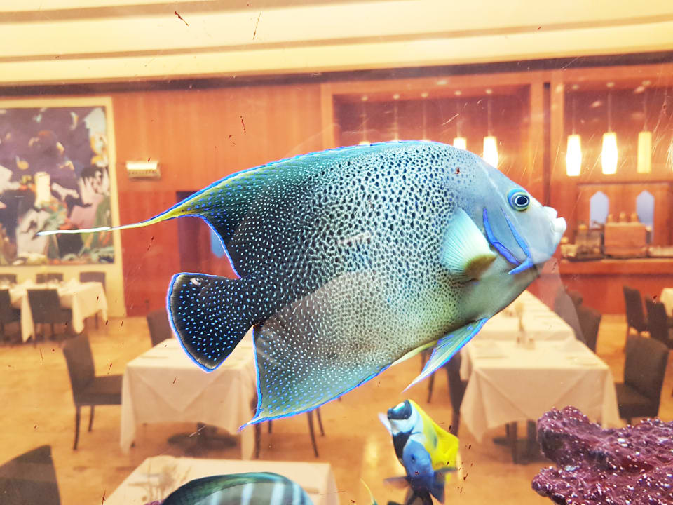 Gastro Gloria Serenity Resort