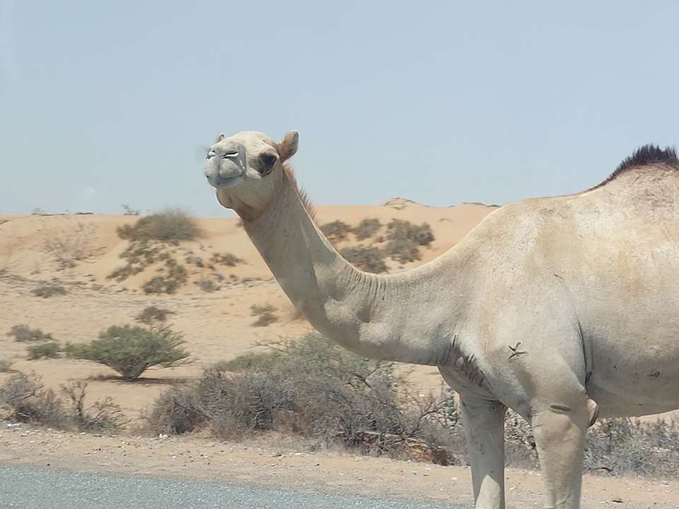 Sport & Freizeit DoubleTree by Hilton Resort & Spa Marjan Island