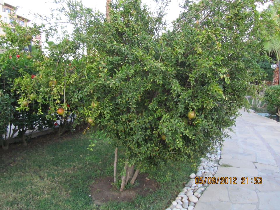 Сад Bella Resort & Spa