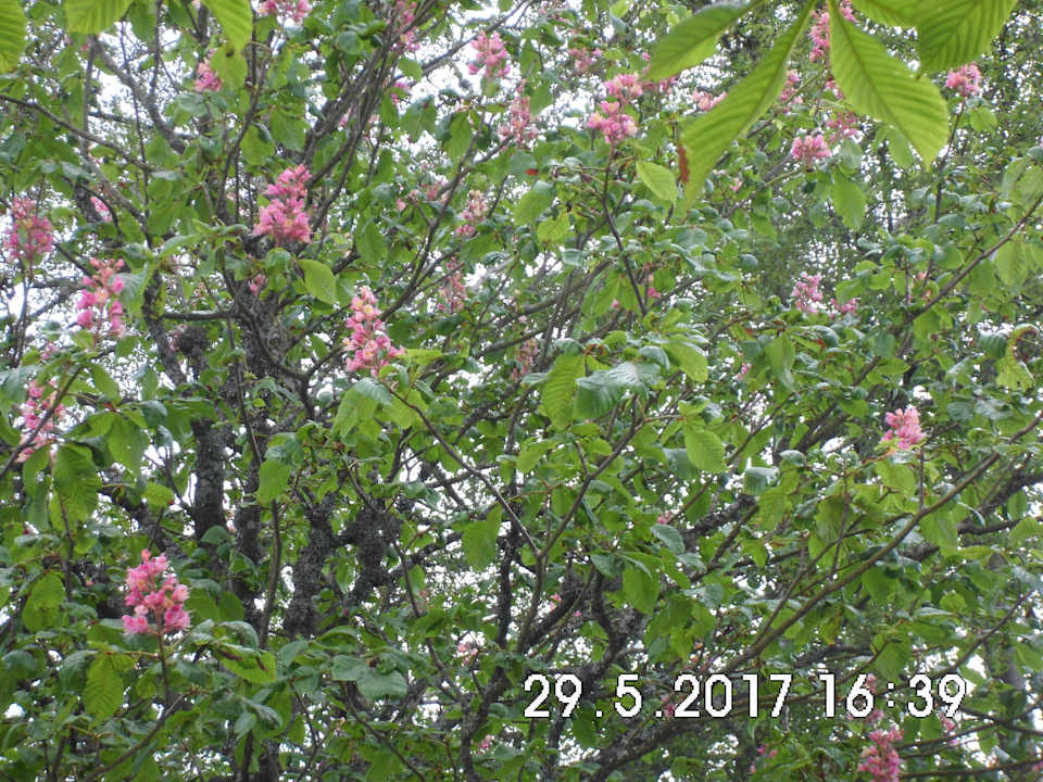 Gartenanlage Gasthof zum Deutschen Jäger