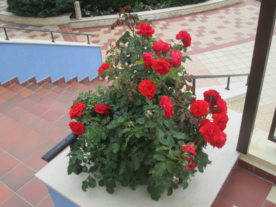 Gartenanlage GRIFID Aqua Club Bolero