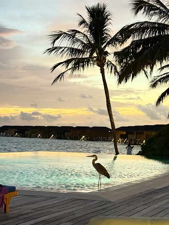 Pool Vilamendhoo Island Resort & Spa