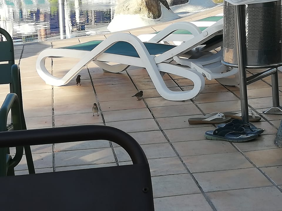 Sonstiges allsun Hotel Esplendido