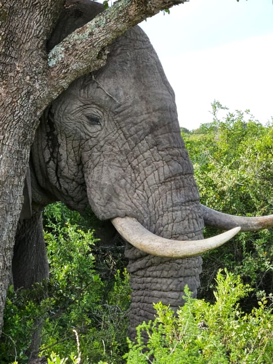 Außenansicht Hotel Pumba Private Game Reserve