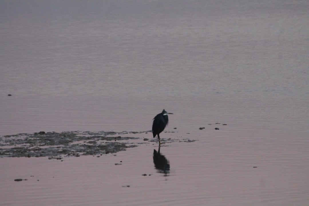 Vögelchen wartet auf Frühstück Casa Mare Resort