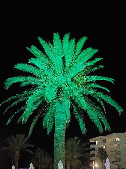 Gartenanlage allsun Hotel Bahia del Este