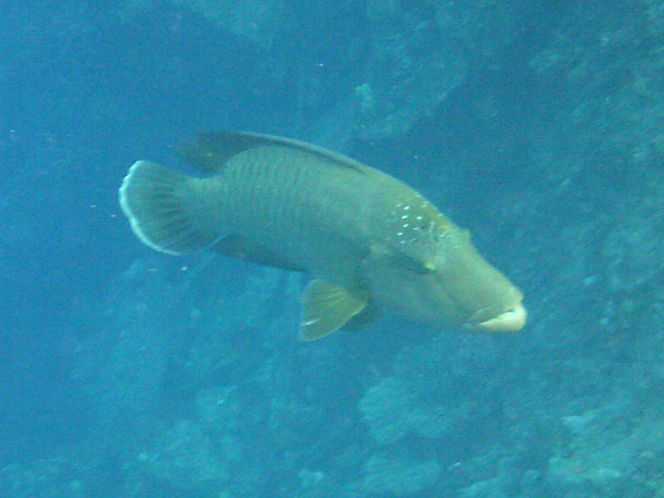 Strand Pickalbatros Royal Moderna Resort-Sharm El Sheikh