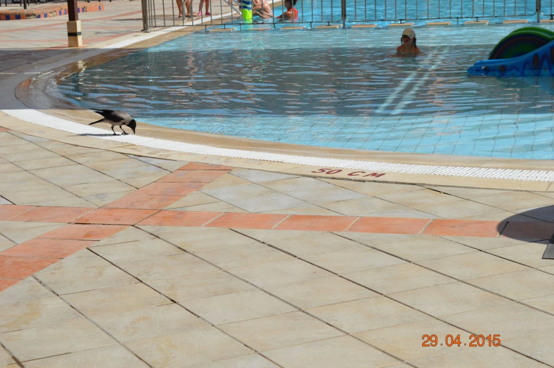 Местные птицы  Jaz Makadi Oasis Resort