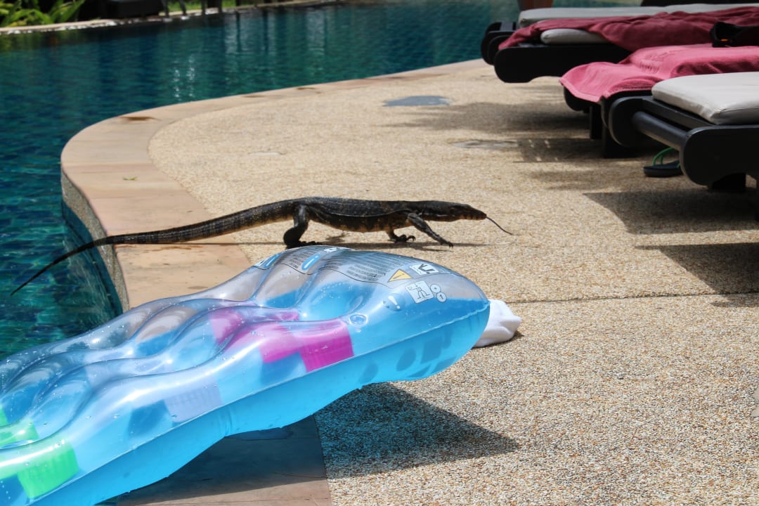 Der tägliche Besucher Moracea by Khao Lak Resort