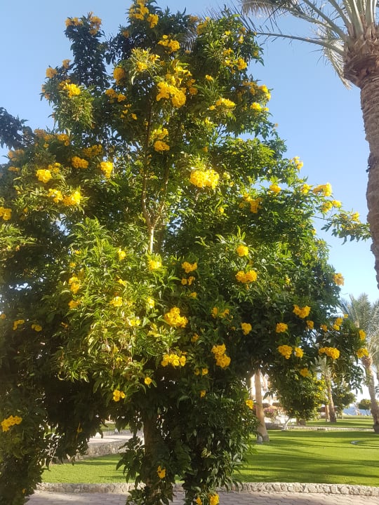 Gartenanlage Three Corners Sea Beach Resort