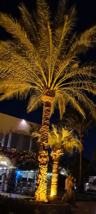 Außenansicht Desert Rose