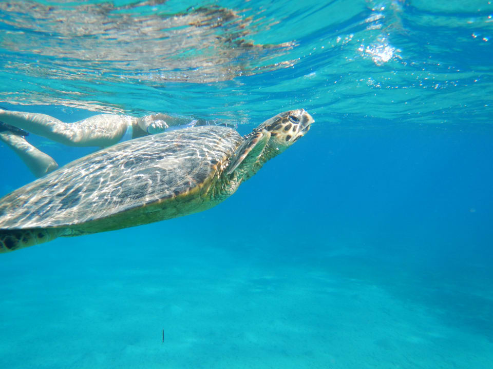 Sport & Freizeit Three Corners Sea Beach Resort