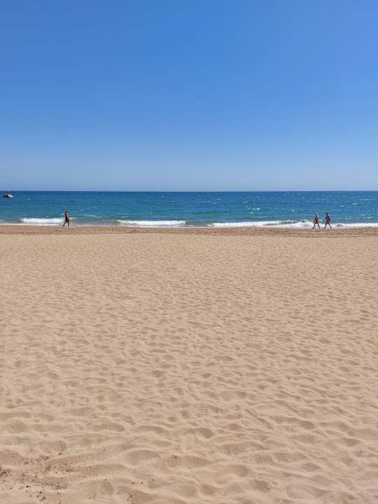 Strand Seashell Vega