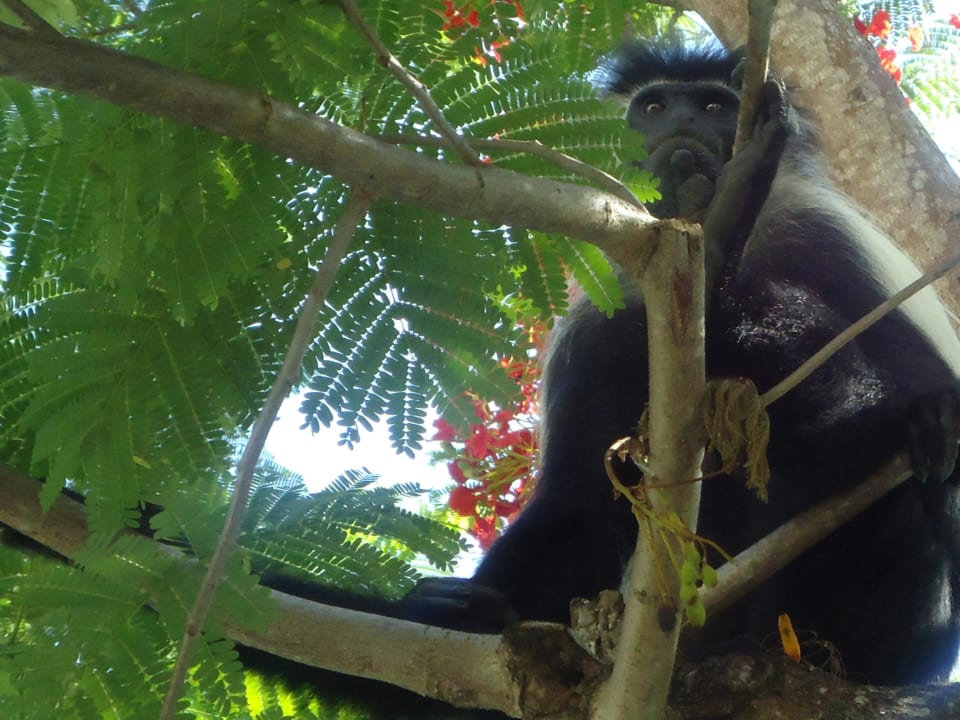 Sieht nur gruselig aus, ist aber scheu Hotel Southern Palms Beach Resort