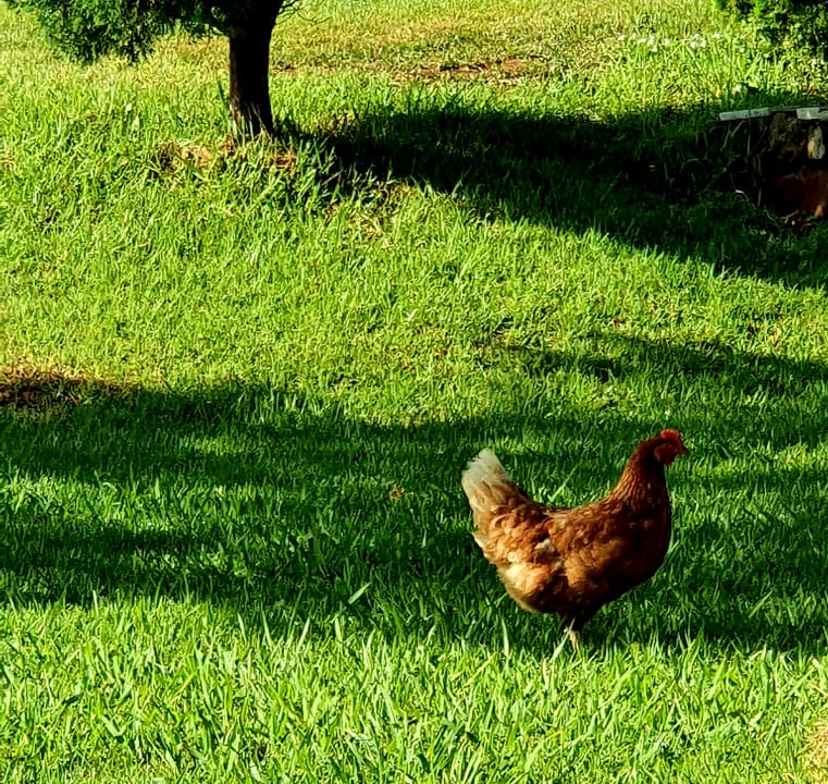 Gartenanlage Hotel Paloma Garden