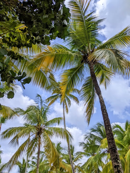 Ausblick Hotel Viva Dominicus Palace by Wyndham-All Inclusive Resort