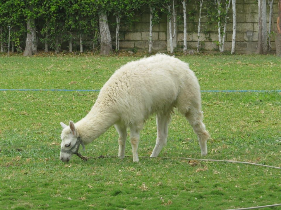 Gartenanlage Hotel Costa del Sol Trujillo