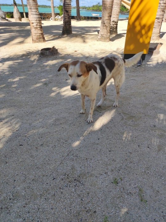 Sonstiges Lagoon Attitude - Adults only