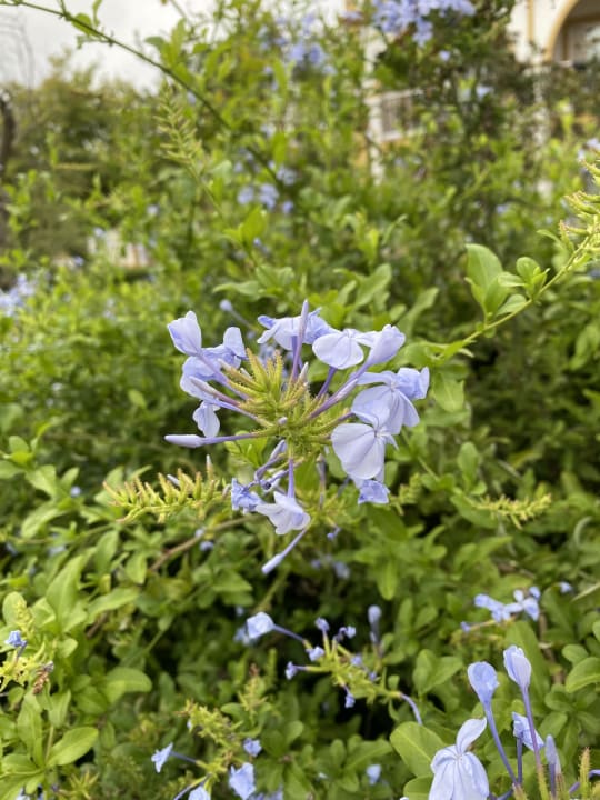 Gartenanlage Aldiana Club Andalusien