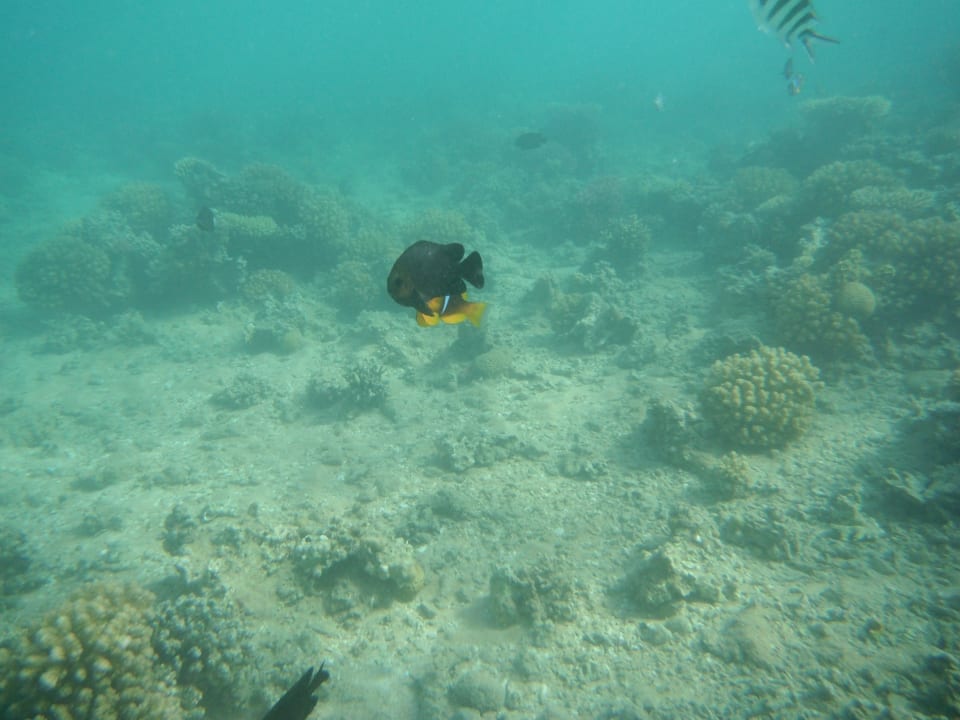 Sport & Freizeit Menaville Safaga