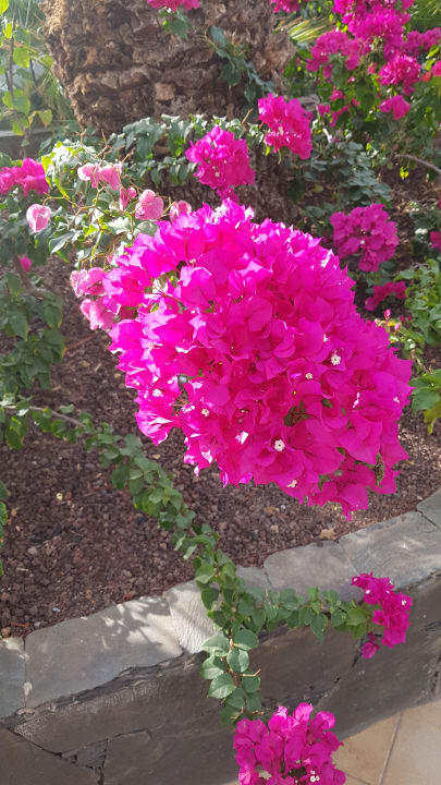 Gartenanlage allsun Hotel Lucana