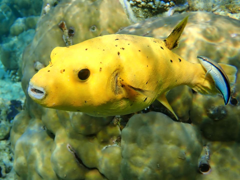 Sport & Freizeit Filitheyo Island Resort