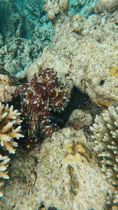 Sport & Freizeit Vilamendhoo Island Resort & Spa