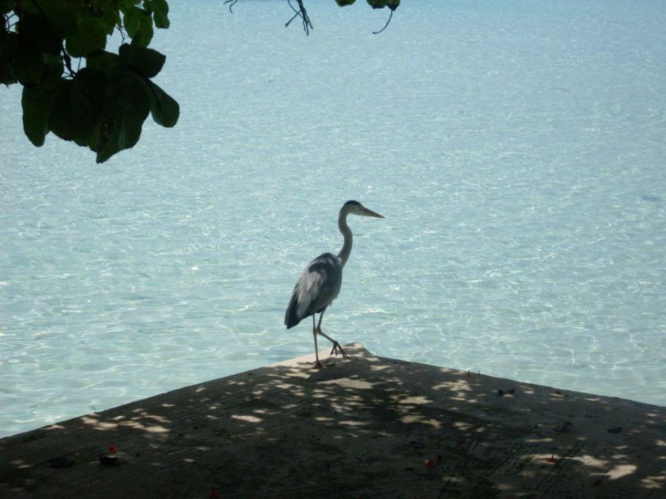 mhm ich denke der Fischreiher wurde auch satt Summer Island Maldives