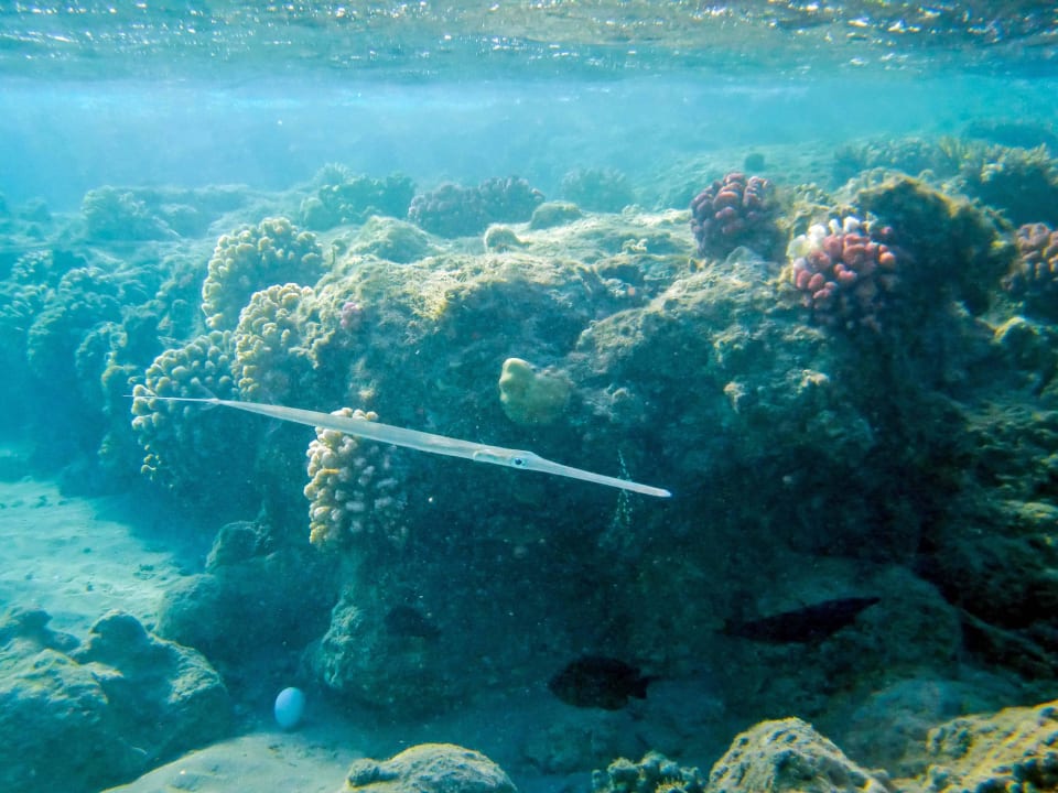 Hausriff Nachbarhotel Beach Albatros Resort