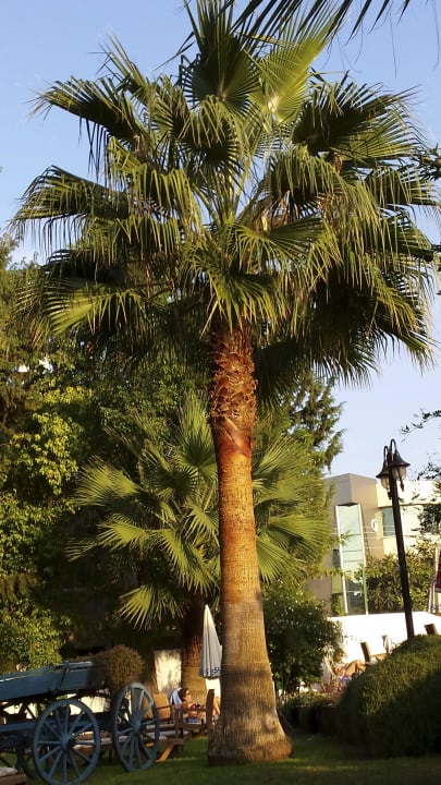 Garten beim Pool Hotel Pia Bella