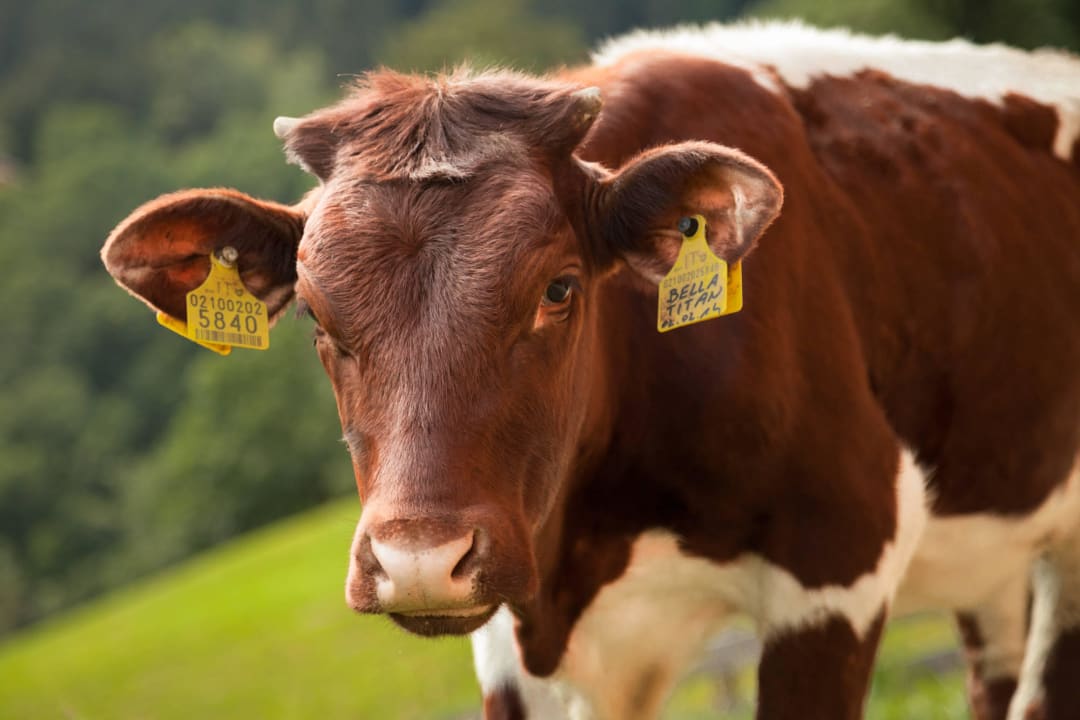 Mit kleiner Landwirtschaft (ca. 100m entfernt) Residence Garni Melcherhof