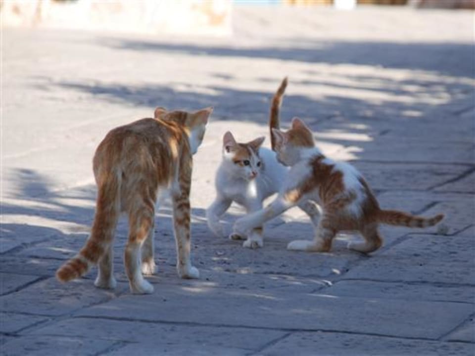 Katzen Hotel Santo MiraMare Resort