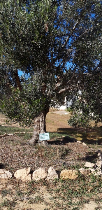 Garten Hotel Sangho Club Zarzis