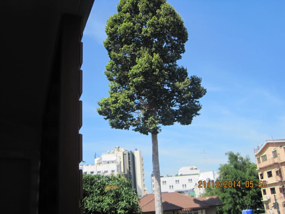 Baum mit einem Weckruftier Apartments NP Residence