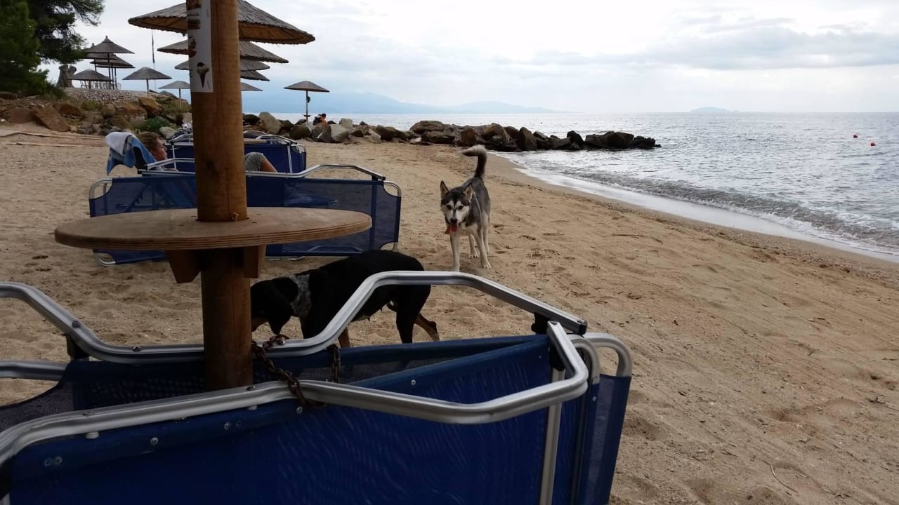 Streunende Straßenhunde überall Blue Dolphin Resort Hotel