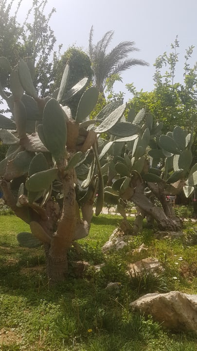 Gartenanlage Belconti Resort Hotel