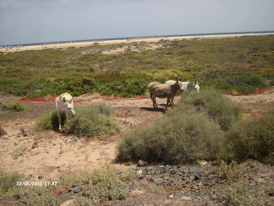 Esel "Paco" und seine Freunde Occidental Jandía Playa