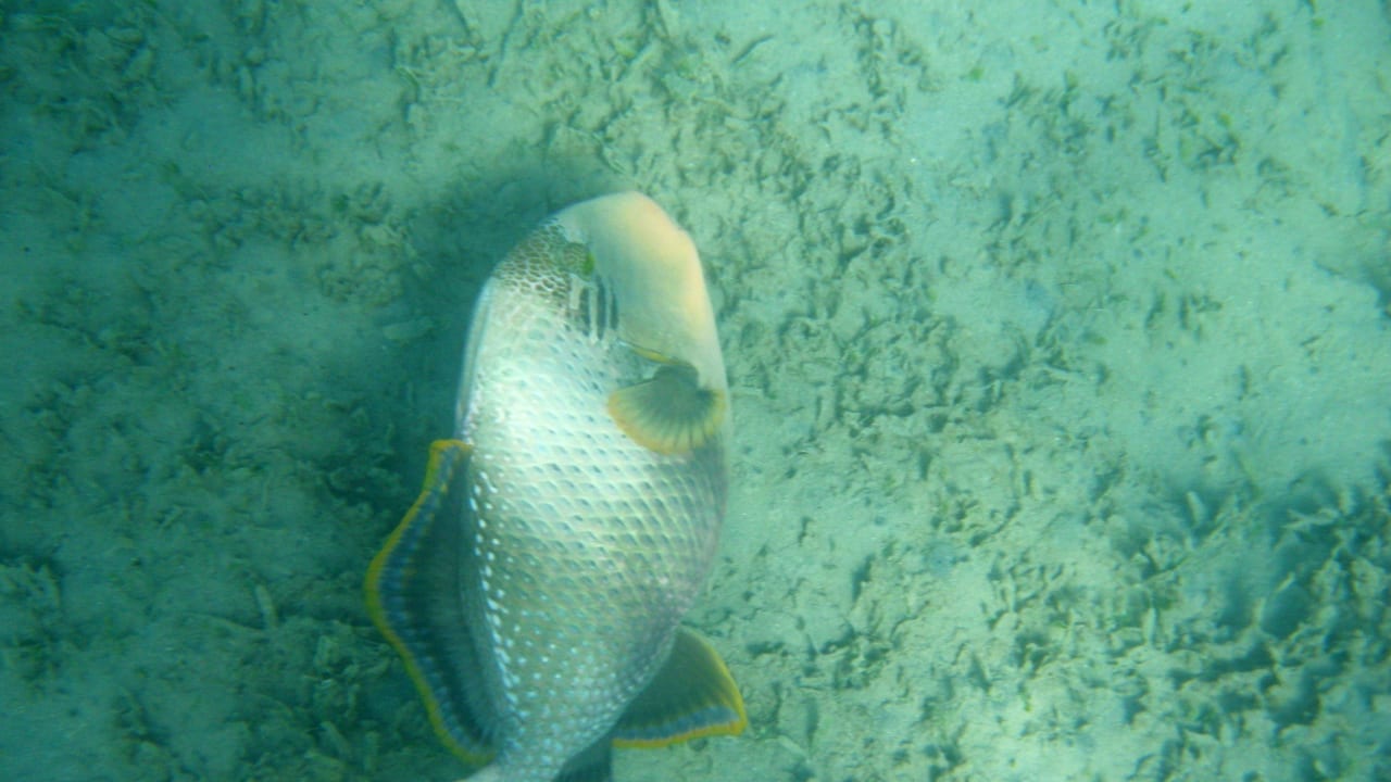 Hotel Lahami  Gelbsaum Drückerfisch Lahami Bay Beach Resort