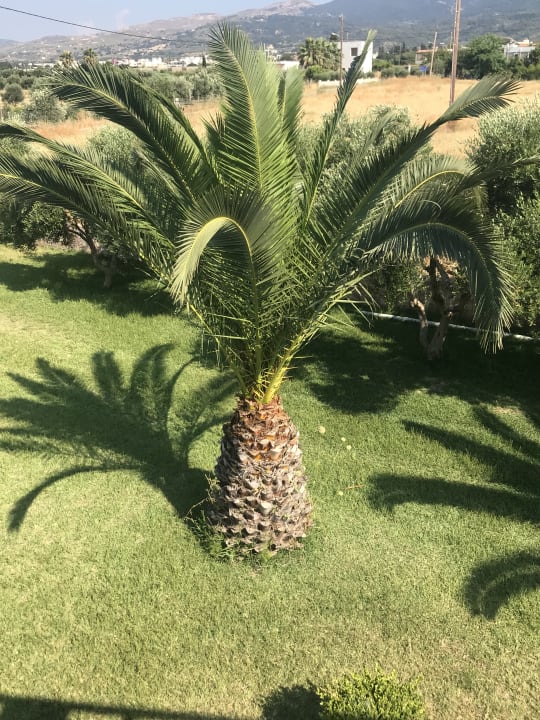 Gartenanlage Corali Hotel