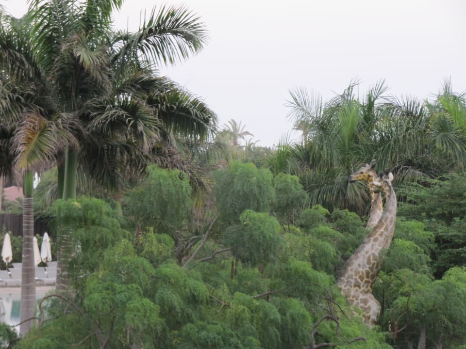 Blick Lopesan Baobab Resort