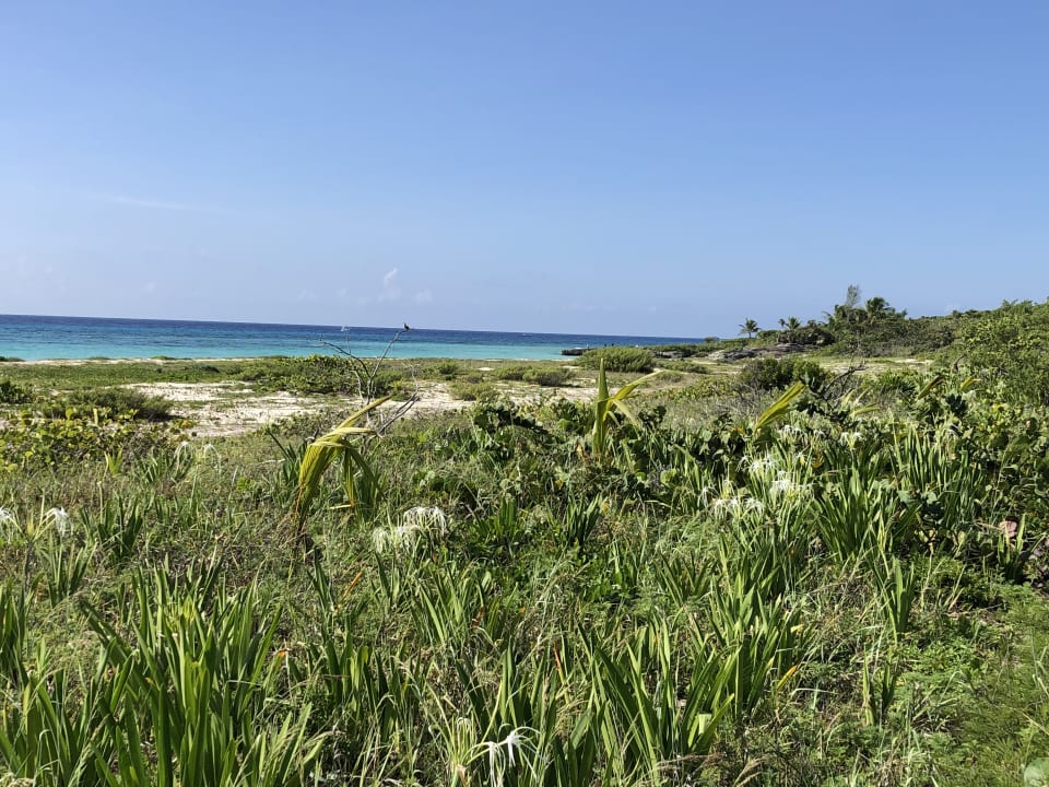 Ausblick Hotel Riu Playacar