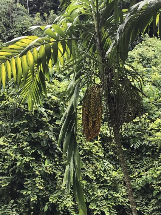 Gartenanlage Shangri-La's Rasa Ria Resort & Spa