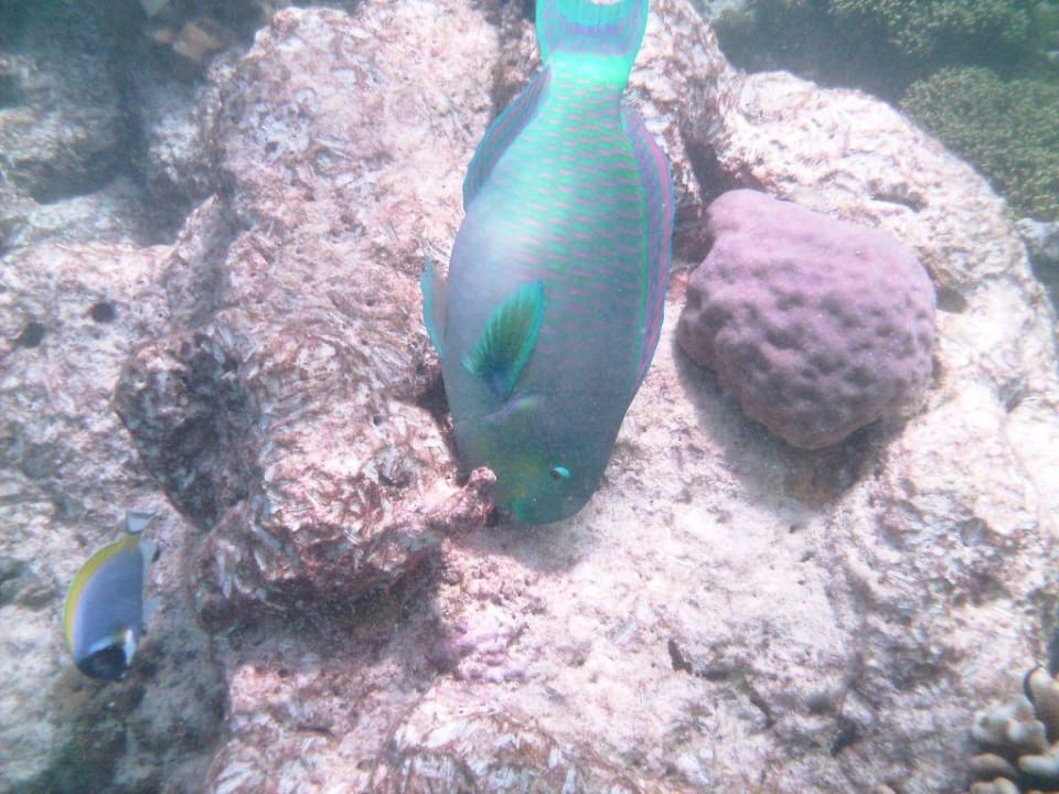 Steht Kopf Summer Island Maldives