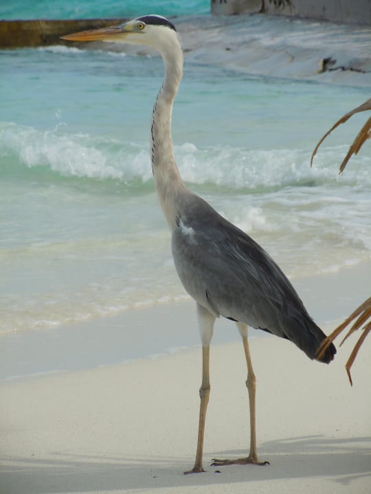 Immer präsent Summer Island Maldives